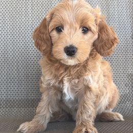 Multigrain - Red  female Goldendoodle puppy in Point, Texas from Tiny Paws Goldendoodles