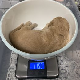 Goldendoodle Puppies from Dolly Doodle’s Doodles