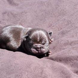 Boston Terrier and French Bulldog Puppies from Freedom Bostons