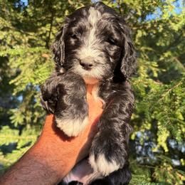 Summer - Black and white female Bernedoodle puppy in Coopersburg, Pennsylvania from Deutsch Hund Haus