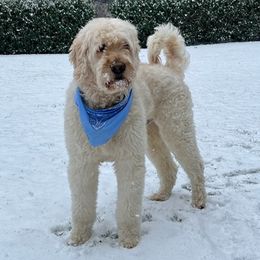 Goldendoodles from Doodle Dreams