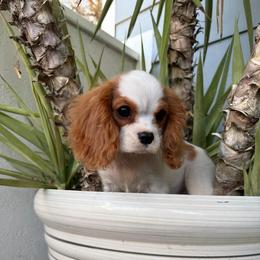 Jewel - Blenheim female Cavalier King Charles Spaniel puppy in Temecula, California from Diamond Cavaliers