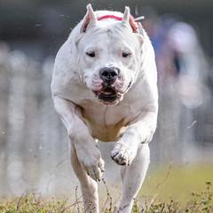 Dogo Argentino puppies from El Riachuelo Dogo Argentino