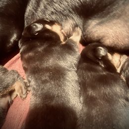 Male 2 - Black and mahogany male Rottweiler puppy in Zebulon, North Carolina from Vom Arnold-Hause Rottweilers