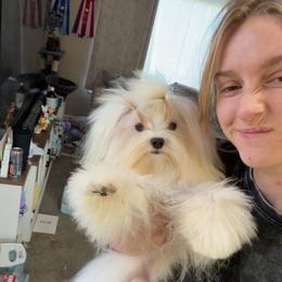 Pillsbury - Maltese