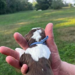 Light blue collar - Liver and white male English Springer Spaniel puppy in Sterling, Michigan from Springerdoodles In MI