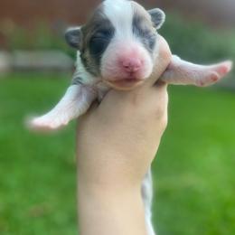 Female 2 - Sable female Pembroke Welsh Corgi puppy in Hueytown, Alabama from AAA Corgis