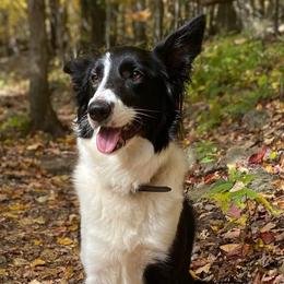 Border Collies from Winter Creek Border Collies