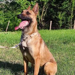 AJSA - Belgian Malinois