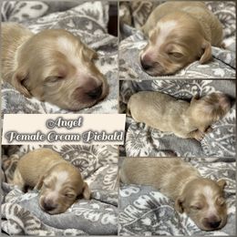Angel - Cream female Dachshund puppy in Meadville, Pennsylvania from Four Seasons Dachshunds