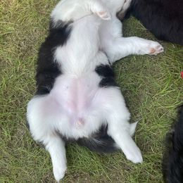 Australian Shepherd Puppies from Wild Atlantic  Aussies