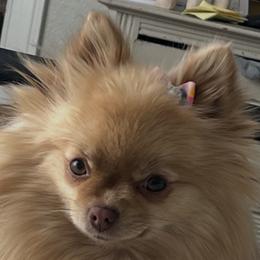 Cricket or Kiki - Pomeranian