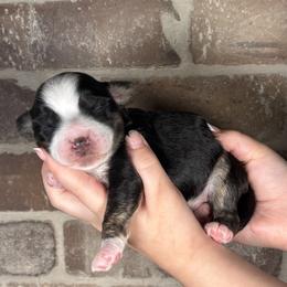 Blue Collar - Black and chalk male Australian Labradoodle puppy in Decatur, Alabama from Southern Meadows Doodles