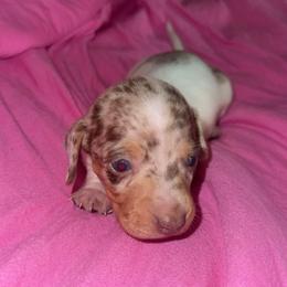 Dapple pie female - Dapple female Dachshund puppy in Woodward, Oklahoma from Wiener Dreams Dachshunds