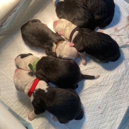 Boy 5 - male Old English Sheepdog puppy in Tulsa, Oklahoma from Yadah Sheepdogs