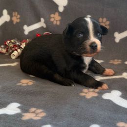Boy 1 - Black tri male Miniature Australian Shepherd puppy in Ellsworth, Kansas from Flying H Mini Aussies