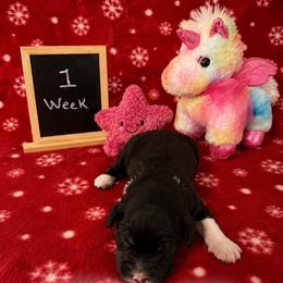 Star - Black and white female Sheepadoodle puppy in Glen Rose, Texas from Clevenger’s Sheepadoodle Fur Baby Farm