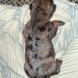 Mocha - Dapple female Dachshund puppy in Nevada, Missouri from Backroad Fur Babies