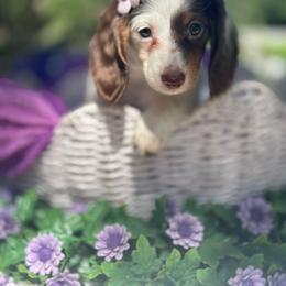 Mia - Piebald female Dachshund puppy in Lakeland, Florida from Elite Doxies Florida