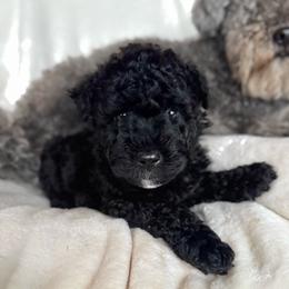 Green Girl - Black female Pumi puppy in Fife Lake, Michigan from Nixie Kennels