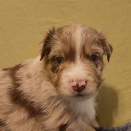Timber - Red merle male Australian Shepherd puppy in Lubbock, Texas from Barn Raised Aussies