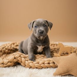 Sienna - Gray brindle female Cane Corso puppy in Hampstead, New Hampshire from Durgin Hollow
