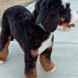 Bernedoodles and Golden Mountain Doodles from Tilley's Southern Doodles