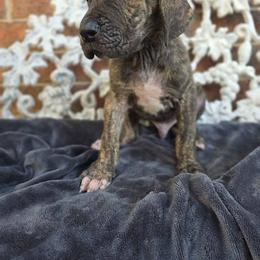 Nimbus - Brindle male Great Dane puppy in Arlington, Texas from Scoober Danes