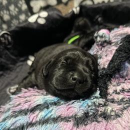Black Boy 2 - Black male Labrador Retriever puppy in Malabar, Florida from Mythic Labradors, LLC