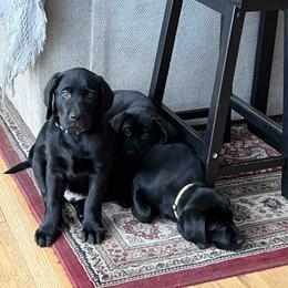 Labrador Retriever Puppies from Branley's Riverside Labradors