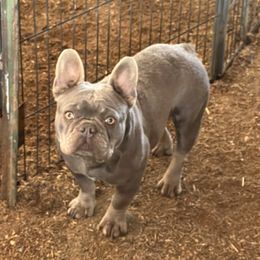 Ivy - French Bulldog