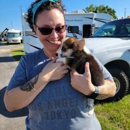Pembroke Welsh Corgi Puppies from Rollnoaks & Cottontail AKC Pembroke Welsh Corgis