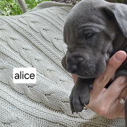 Great Dane Puppies from Harrison Danes