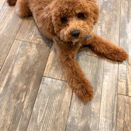 Cavapoo Puppies from Ginger Doodle Babies