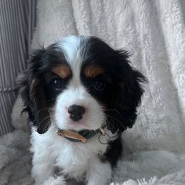 Mocha - Tri-color male Cavalier King Charles Spaniel puppy in Batavia, Ohio from Erica's Cavalier King Charles Spaniels and Poodles