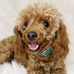 Tilly - Poodle