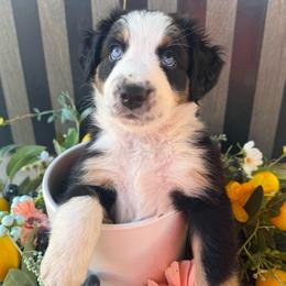 Poppy - Black tri-color female Australian Shepherd puppy in Mesa, Arizona from Four Peaks Aussies
