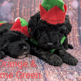 Mr Lime Green - Black male Labradoodle puppy in Lebanon, Pennsylvania from Robertson's Retrievers and Doodles