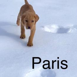Paris - Yellow female Labrador Retriever puppy in Mineral, Virginia from Canine Assist