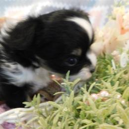 Chihuahua Puppies from Fine Whines & Lickers