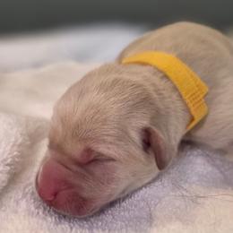 Female 1 ylw - Yellow female Labrador Retriever puppy in Lenore, Idaho from Sunny Skies Retrievers