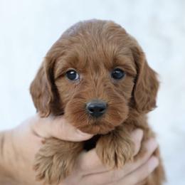 Goldendoodle Puppies from Beck Kennel