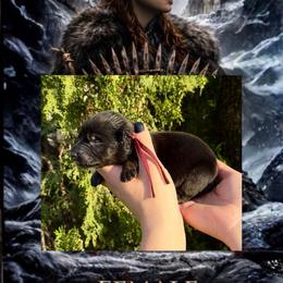 Sansa Stark - Bi-color female German Shepherd puppy in Chino, California from BlueStone K9