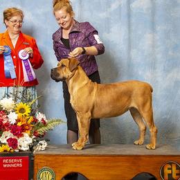 Boerboels and Cane Corso from Ironhide Cane Corso Italiano Kennels