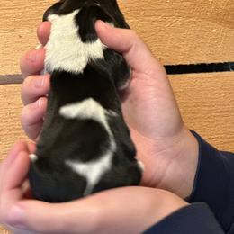 Male 1 - Black brown and white male Basset Hound puppy in Lindley, New York from Hill Top Basset Hounds & Cane Corso