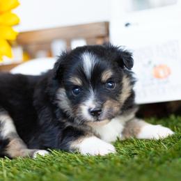 Belle - Black tri female Miniature American Shepherd puppy in Granbury, Texas from Best Little Aussies