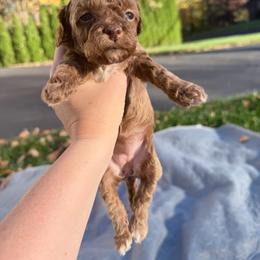 Olive - Cream female Cockapoo puppy in Clarks Summit, Pennsylvania from M&M Cockapoos