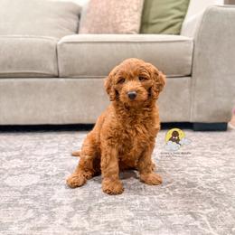 Butter Pecan - Red  male Goldendoodle puppy in Dallas County, Texas from Dream A Little Doodle