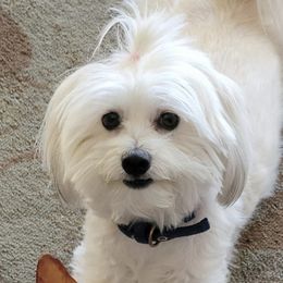 Havanese from Kathy's Havanese