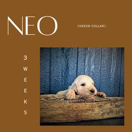 Neo - Light golden male Golden Retriever puppy in El Campo, Texas from Starlight Goldens